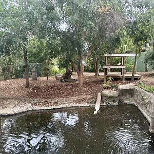 Second Sumatran Tiger Exhibit