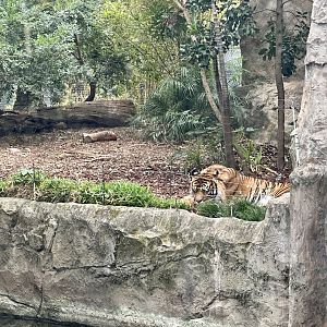 Kembali (Sumatran Tiger)
