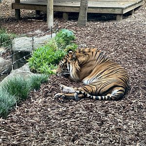 Kembali (Sumatran Tiger)