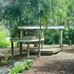Sumatran Tiger Exhibit - Platform
