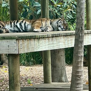 Ketambe (Sumatran Tiger)