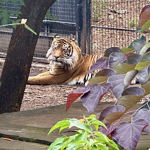 Kembali (Sumatran Tiger)