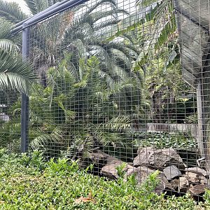 Mandrill Exhibit (Rear View)