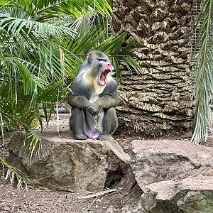Tabah (Mandrill)