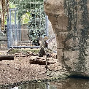 Jumoke (Mandrill)