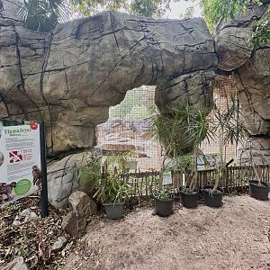 Hamadryas Baboon Exhibit