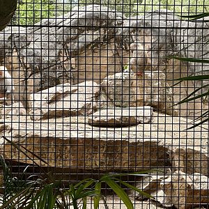 Hamadryas baboon (Papio hamadryas)
