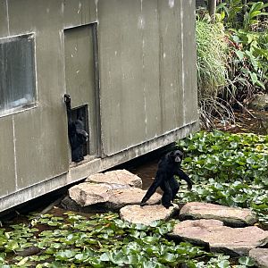 Siamang (Symphalangus syndactylus)