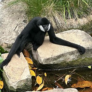 Northern white-cheeked gibbon (Nomascus leucogenys)