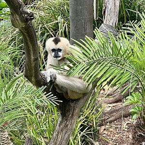 Northern white-cheeked gibbon (Nomascus leucogenys)