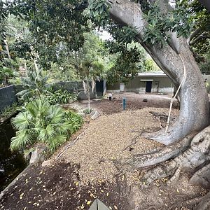 Malayan Tapir Exhibit