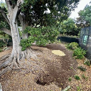Malayan Tapir Exhibit