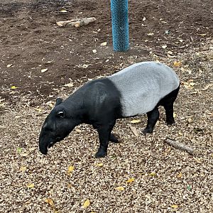 Jelita (Malayan Tapir)