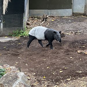 Jelita (Malayan Tapir)