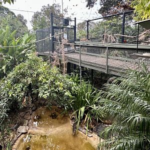 South East Asian Aviary