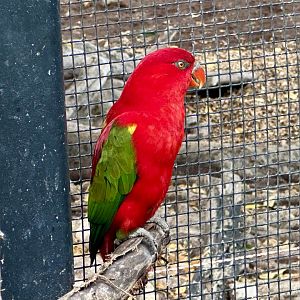 Chattering lory (Lorius garrulus)