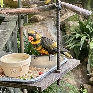 Dusky lorry (Pseudeos fuscata)