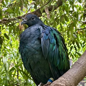 Nicobar pigeon (Caloenas nicobarica)