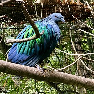 Nicobar pigeon (Caloenas nicobarica)