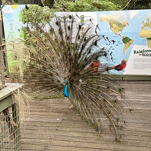 Indian peafowl (Pavo cristatus)