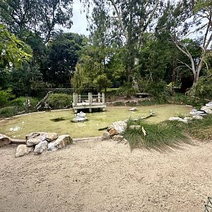 Australian Pelican Exhibit