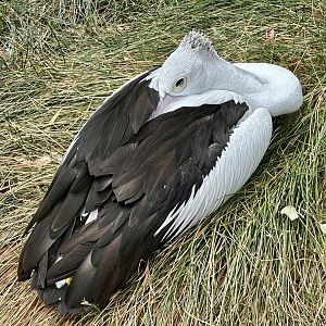 Australian pelican (Pelecanus conspicillatus)