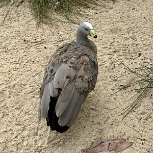 Cape Barren goose (Cereopsis novaehollandiae)