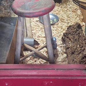 Small Indian mongoose