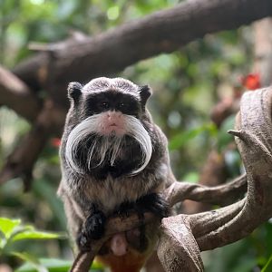 Emperor tamarin