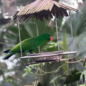 Eclectus parrot