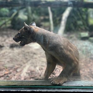 Fossa