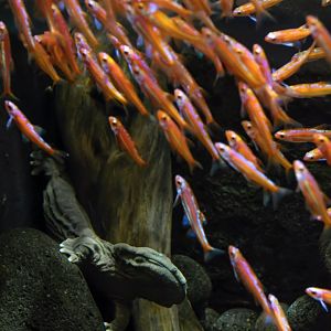 Hellbender (Cryptobranchus alleganiensis) & rainbow shiner (Notropis chrosomus)