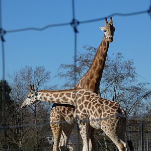 Jenga and Milo (Rothschild's giraffe)
