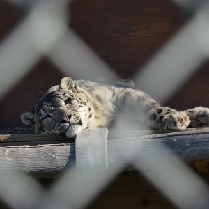 Cat nap (Snow leopard)
