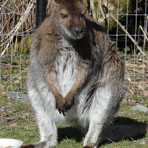 Irwin (Red-necked wallaby)