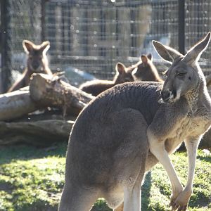 Mr. T (Red kangaroo)