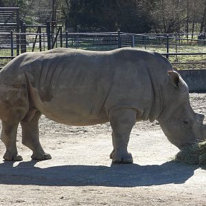 Theo (Southern white rhinoceros)