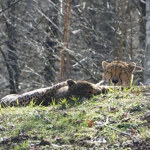 Sunbathing (Cheetah)