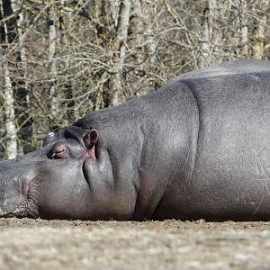 Dreaming (Common hippopatamus)