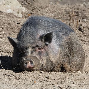 Daisy (Vietnamese pot-bellied pig)