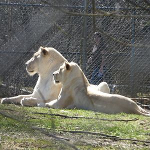 Regal (African lion)