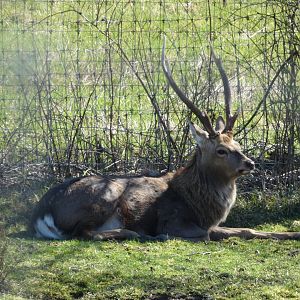 Ash (Sika deer)