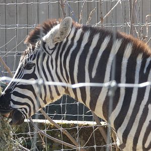 Karoo (Plains zebra)