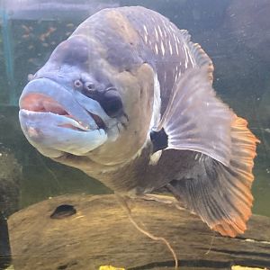 The Aqua Zoo—Redtail Giant Gourami