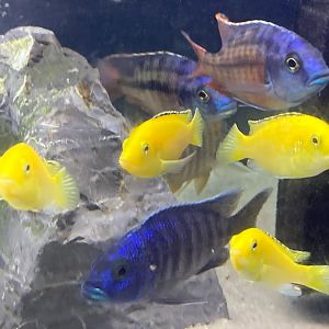The Aqua Zoo—Malawi Cichlids