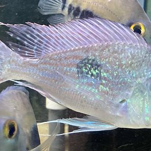 The Aqua Zoo—Sven’s Eartheater