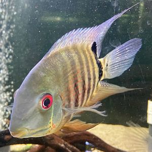 The Aqua Zoo—”Severum” (wild-type)
