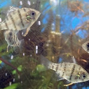 The Aqua Zoo—Blackbanded Sunfish