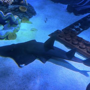 Whitespotted/bottlenose wedgefish (Rhynchobatus australiae) at Legoland’s Deep-Sea Adventure
