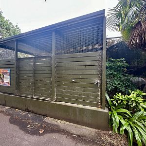 Malayan Tapir Stable